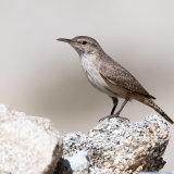 Rock Wren-2