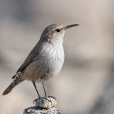 Rock Wren balanced on small rock