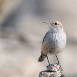 Rock Wren on granite-2