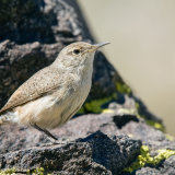 Rock Wren on rock