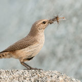 Rock Wren with food for chicks