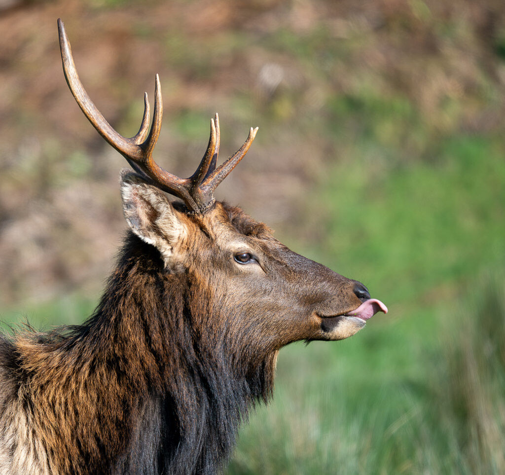 Roosevelt Elk portrate.