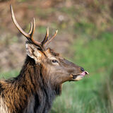 Roosevelt Elk portrate.
