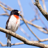 Rose-breasted Grosbeak