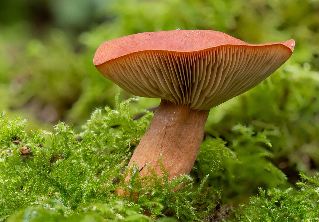 Rufous Milkcap