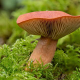 Rufous Milkcap