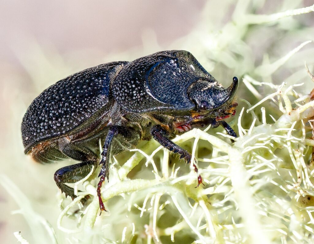 Rugose Stag Beetle