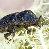 Rugose Stag Beetle