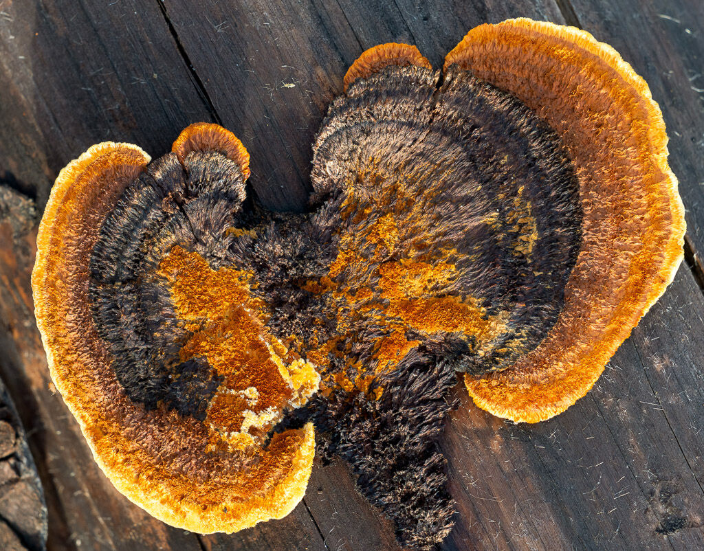 Rusty-gilled Polypore