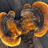 Rusty-gilled Polypore