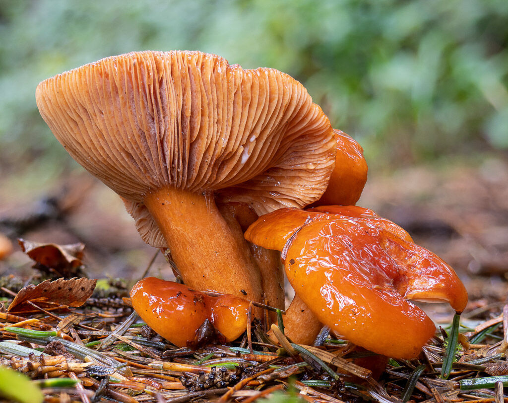 Saffron Milkcap