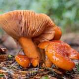 Saffron Milkcap