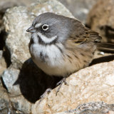 Sage Sparrow