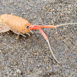 Sand Flea