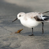 Sanderling winter