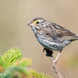 Savannah Sparrow