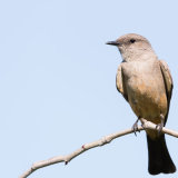 Say's Phoebe on twig-2