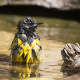 Scot's Orliole bathing