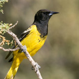 Scotts Oriole
