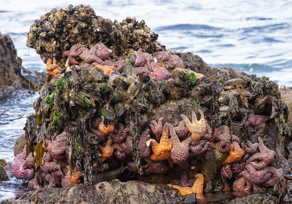 Sea Stars on rock