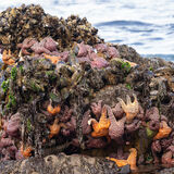 Sea Stars on rock