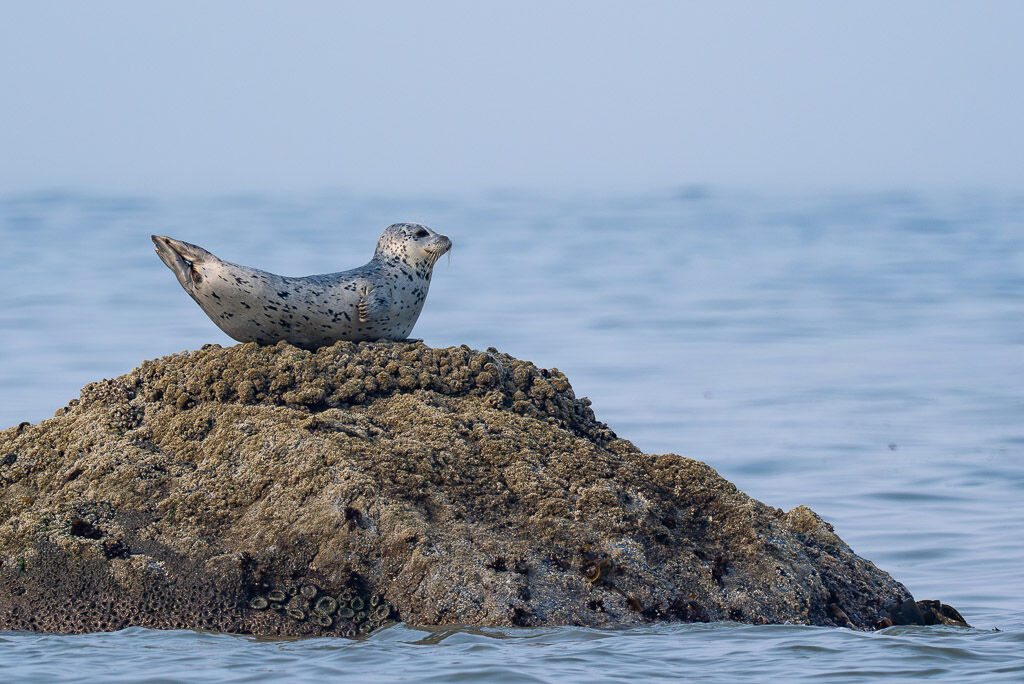 Seal on rock