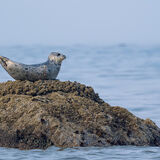 Seal on rock