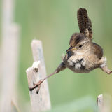 Sedge Wren doing splits