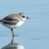 Semipalmated Plover (2)