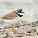 Semipalmated Plover adult