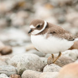 Semipalmated Plover on pebbles