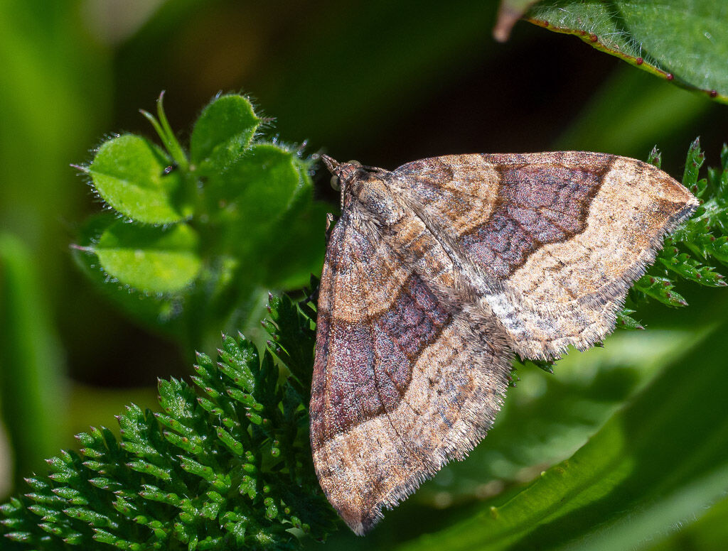 Shaded Broad-bar Moth
