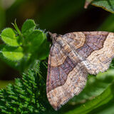 Shaded Broad-bar Moth