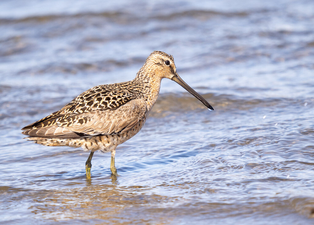 Short-billed Dowitcher