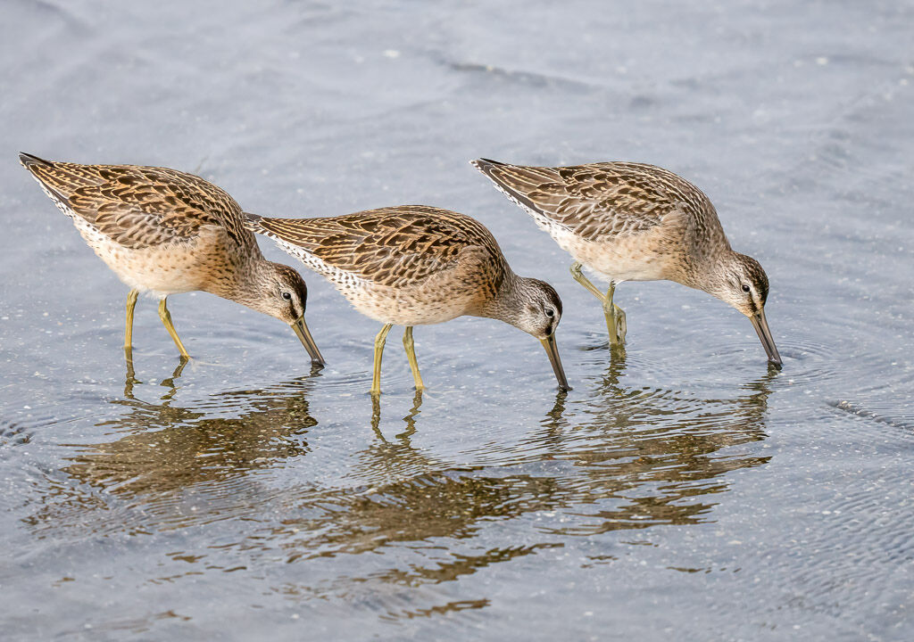 Short-billed Dowitcher feeding