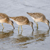 Birds Coastal