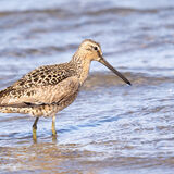 Short-billed Dowitcher