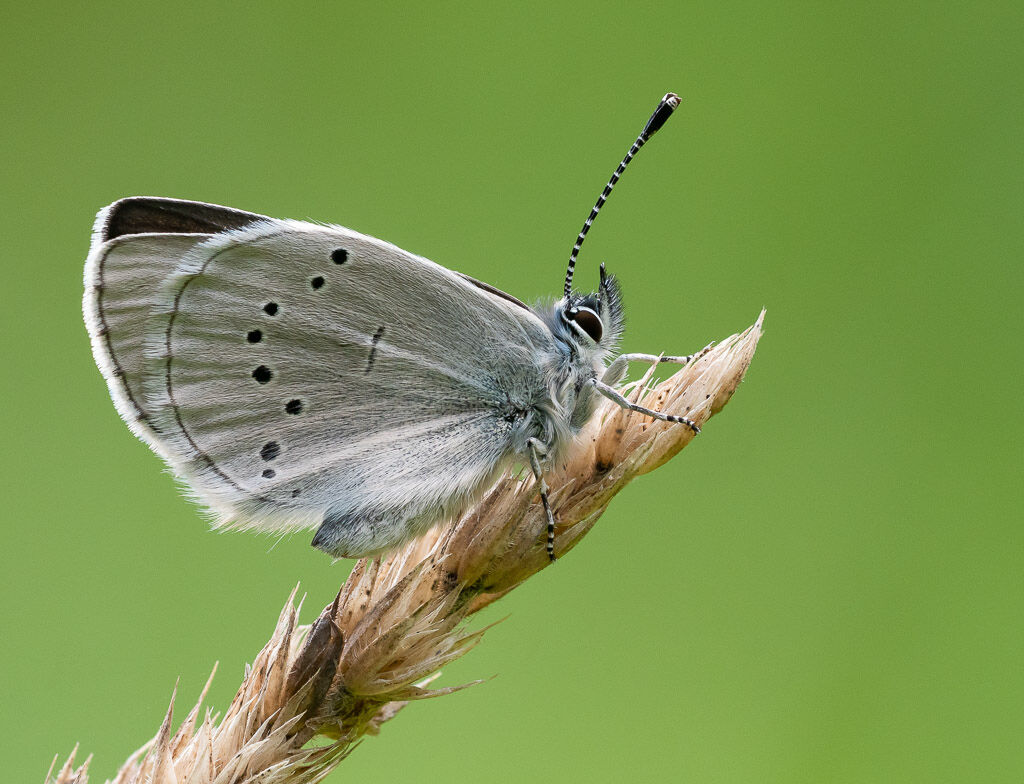Silvery Blue Butterfly