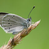 Silvery Blue Butterfly