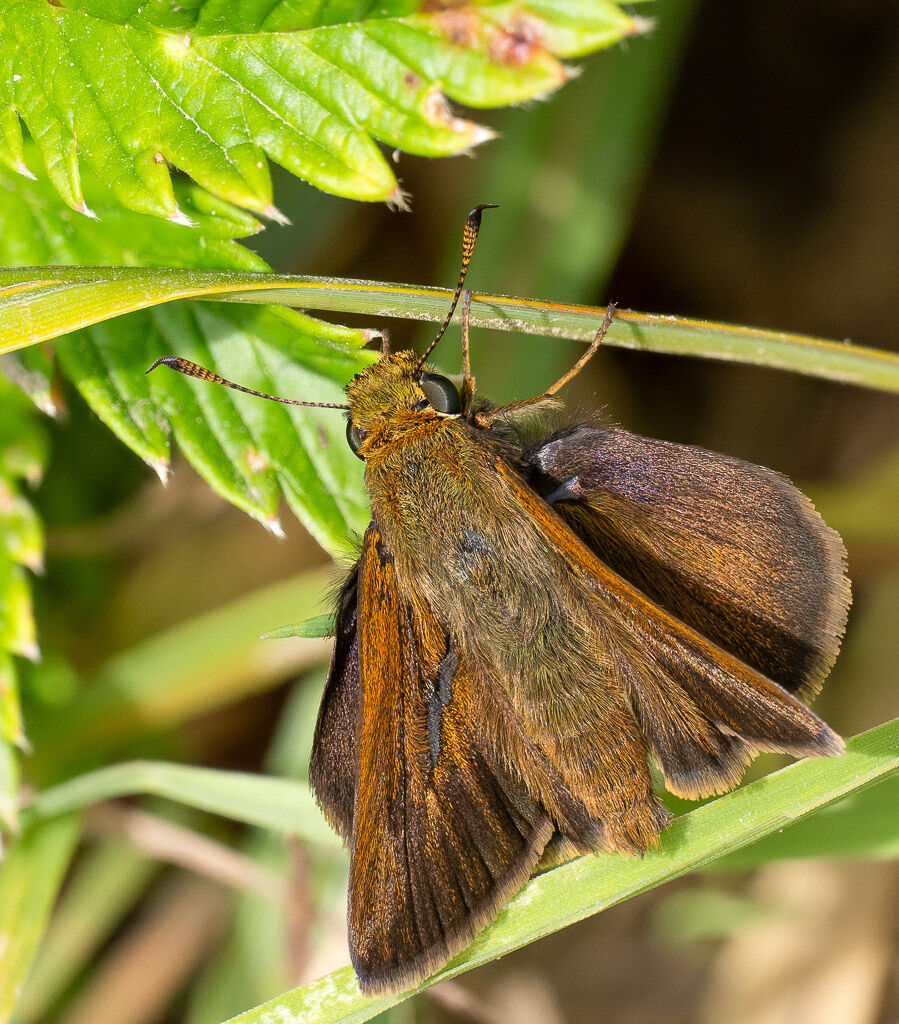 Skipper butterfly