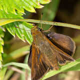 Skipper butterfly