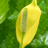 Skunk Cabbage