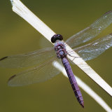 Slaty Dragonfly