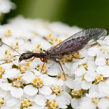 Snakefly (2)