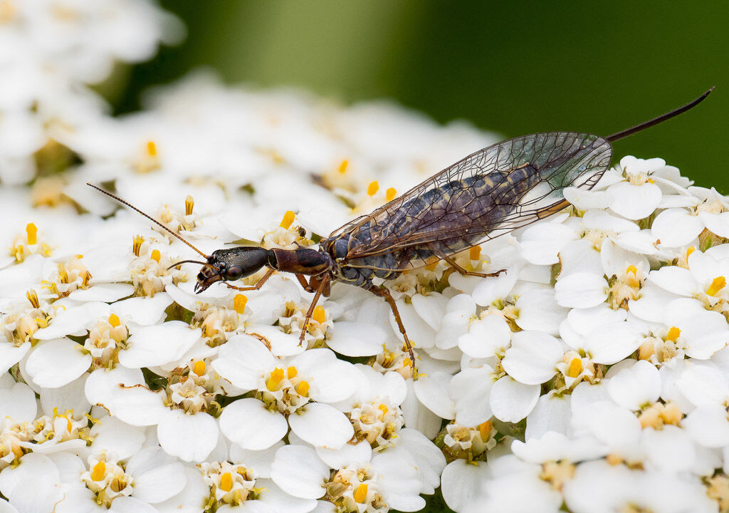 Snakefly (2)