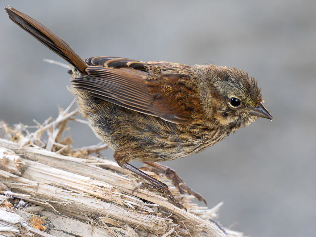 Song Sparrow chick