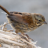 Song Sparrow chick