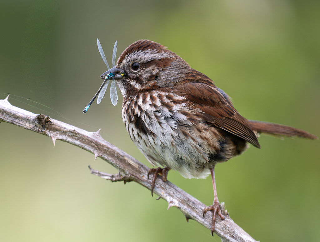 Song Sparrow with damselfly