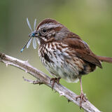 Song Sparrow with damselfly