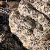 Speckled Rattlesnake HWY 74-2